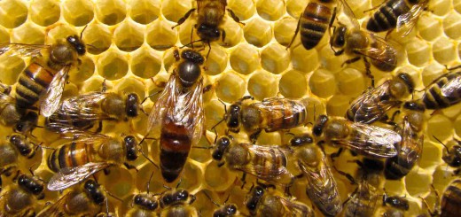 shutterstock_81246172_queen bee_cropped
